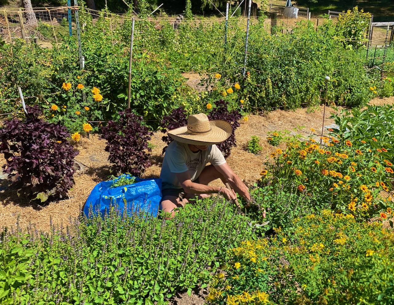 Working in the herb garden