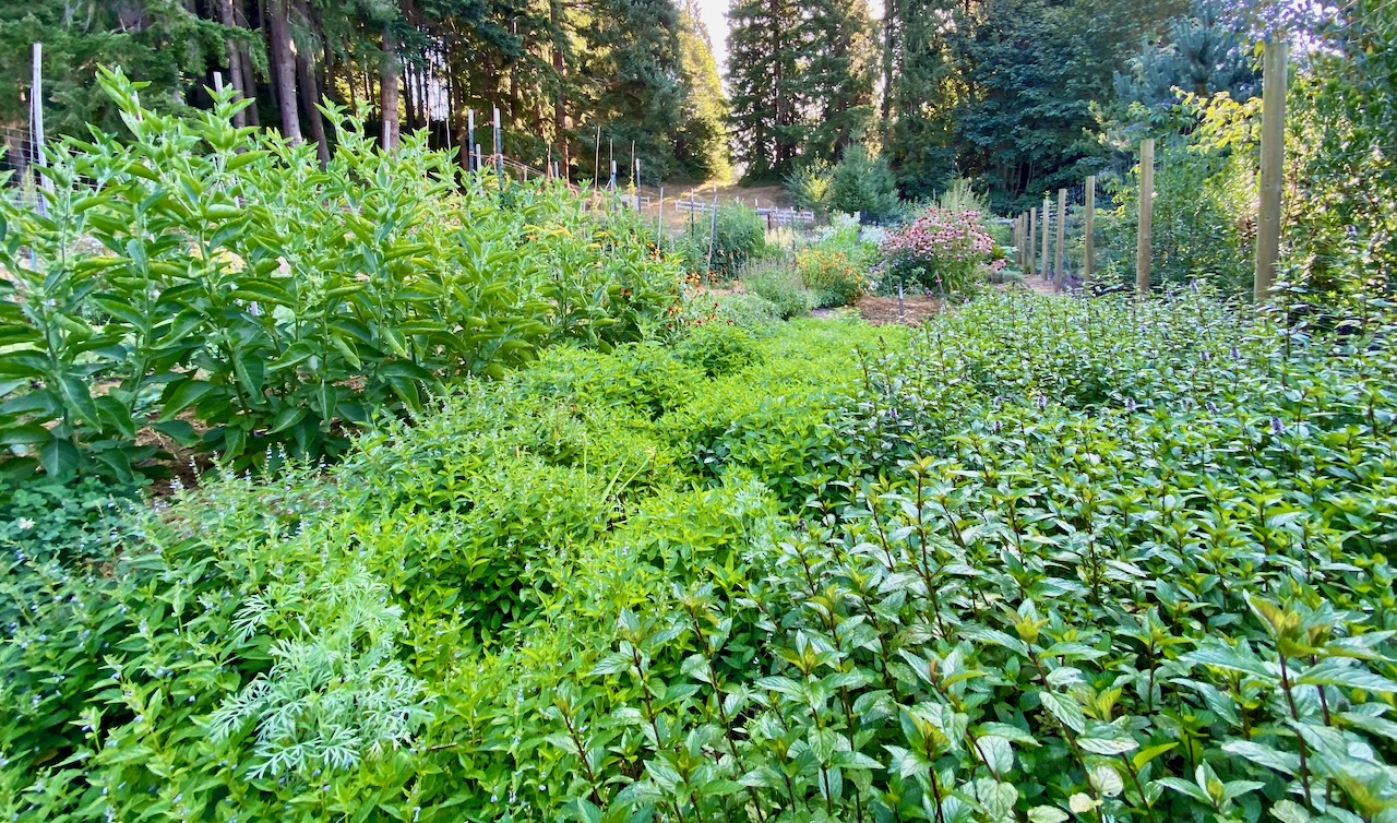 Lush greens in the herb garden